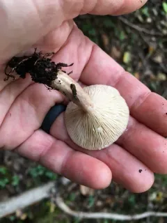Lactarius mucidus thumbnail 4