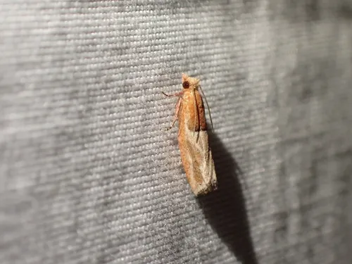 Epinotia johnsonana