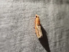 Epinotia johnsonana thumbnail 1