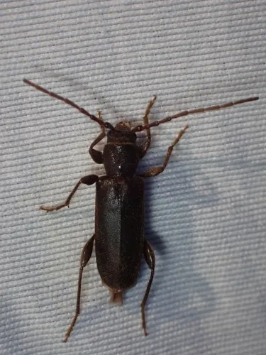 Phymatodes grandis