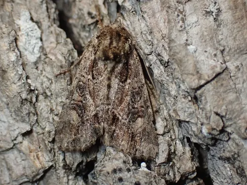 Paraseptis adnixa