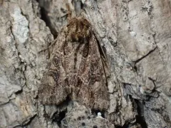 Paraseptis adnixa thumbnail 1