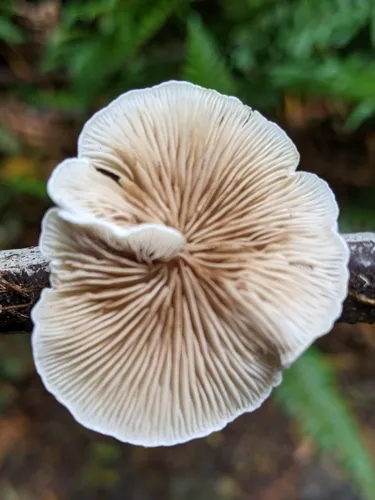 Crepidotus circinatus