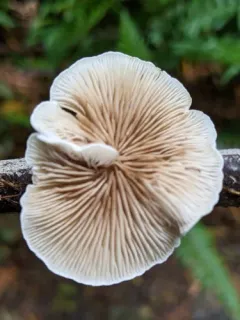 Crepidotus circinatus thumbnail 1