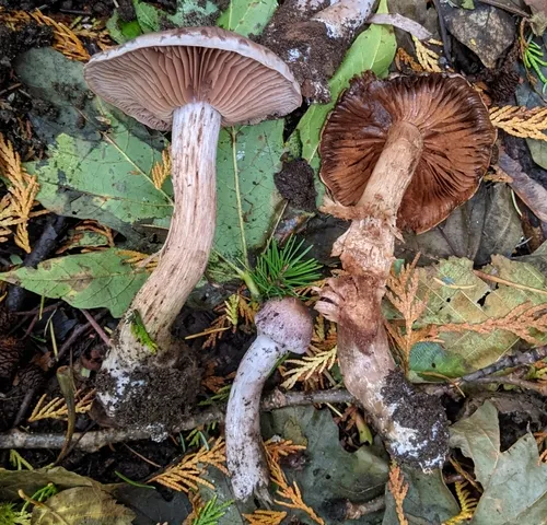 Cortinarius lucorum