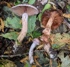 Cortinarius lucorum thumbnail 1