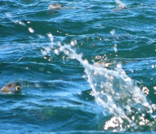 Atlantic Menhaden