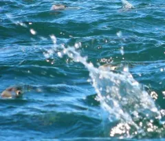 Atlantic Menhaden thumbnail 1