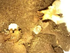 Shag-Belly Stippleback Lichen thumbnail 2