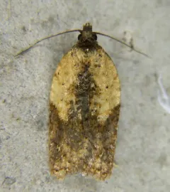 strawberry acleris thumbnail 3