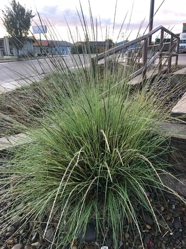 deergrass