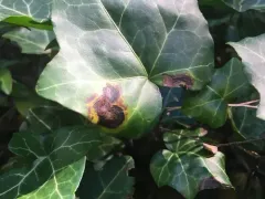 Xanthomonas campestris thumbnail 4