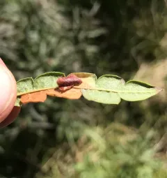 Coleophora paludoides thumbnail 4