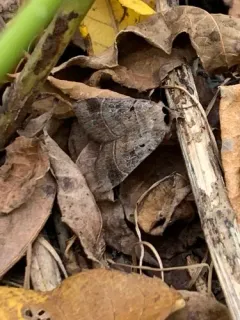 Square-spotted Dart thumbnail 3