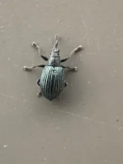 White Clover Weevil thumbnail 4