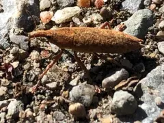 Lixus rubellus thumbnail 2