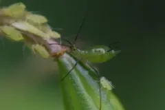 Green Jewelweed Aphid thumbnail 3