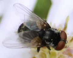 Strongygaster didyma thumbnail 2