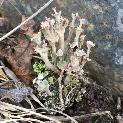 Ladder Lichen
