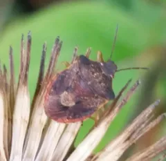 Dendrocoris humeralis thumbnail 4