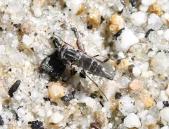 Psilocephala vicina thumbnail 2