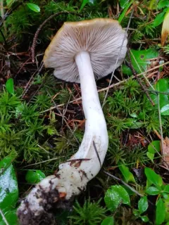 Wood Pinkgill thumbnail 1