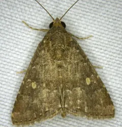 Eight-spot Moth thumbnail 2