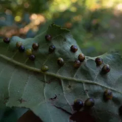 Hickory Placenta Gall Midge thumbnail 4