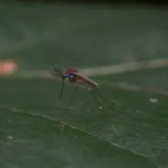 Sapphire-striped Mosquito thumbnail 1