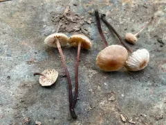 Mycetinis salalis thumbnail 3