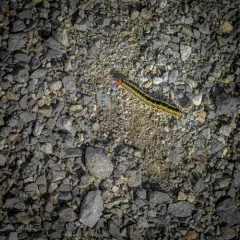 Zebra Caterpillar Moth thumbnail 4
