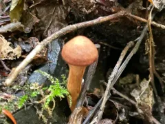 Cortinarius trappei thumbnail 2