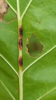Polystepha americana thumbnail 3