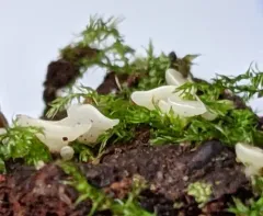 Phaeohelotium geogenum thumbnail 2