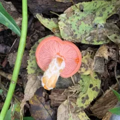 Lentinula reticeps thumbnail 4
