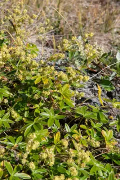 Alpine Lady's-mantle thumbnail 2