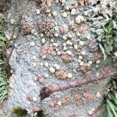 Placopsis lambii thumbnail 2
