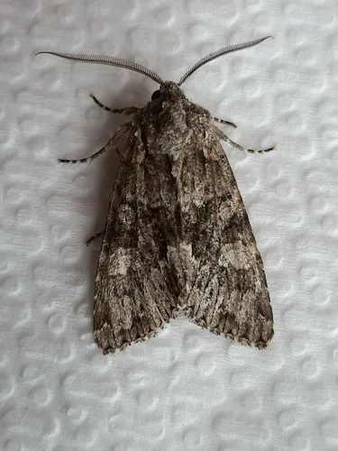 Three-horned Moth
