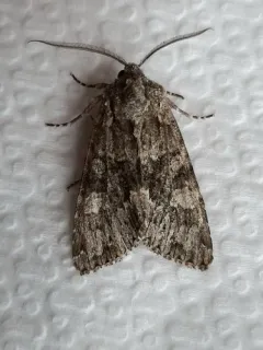Three-horned Moth thumbnail 1