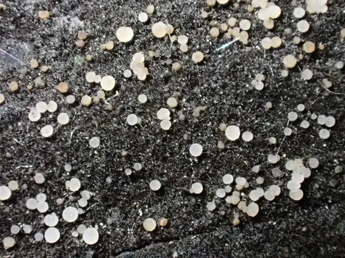 Strossmayeria basitricha