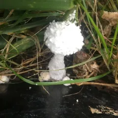 white chalk mushroom thumbnail 2