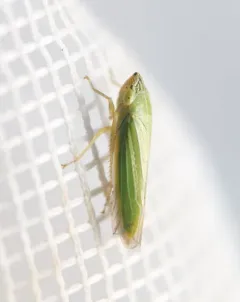 Draeculacephala angulifera thumbnail 3