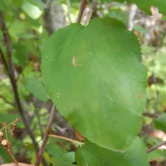 redstem ceanothus thumbnail 2