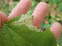 Calycomyza eupatoriphaga thumbnail 3