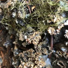 Peltigera pacifica thumbnail 4