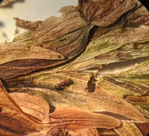 Paralobesia cypripediana