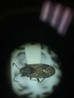 Peritrechus convivus thumbnail 2