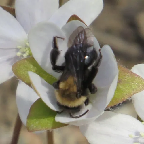 Carlin's Mining Bee