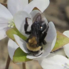 Carlin's Mining Bee thumbnail 1