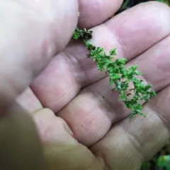 many-forked cladonia thumbnail 1